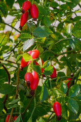 Cluster of ripe red rose hips hanging on green bush leaves in daylight, symbol of autumn harvest and natural health