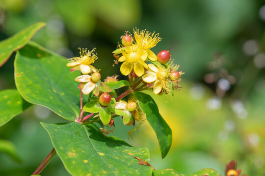 Close up of shrubby St Johns wort (hypericum androsaemum) flowers in bloom