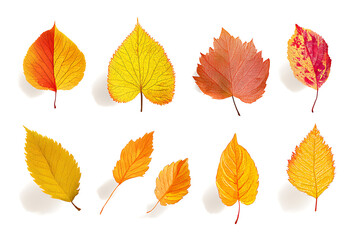 Naklejka premium autumn leaves vector illustration