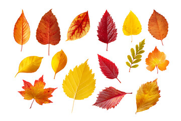 Fototapeta premium autumn leaves vector illustration