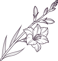 Elegant gladiolus flower line drawing for banners and advertisements