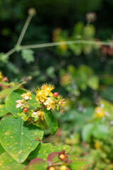 Close up of shrubby St Johns wort (hypericum androsaemum) flowers in bloom