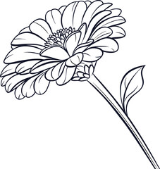 Minimalist zinnia flower outline drawing clean botanical illustration