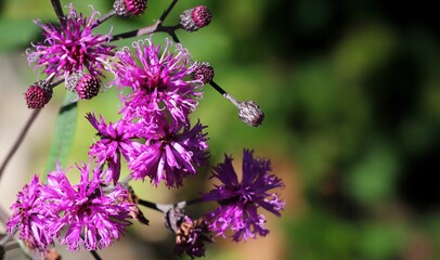 Purple Iron Weed (Vernonia noveboracensis)
