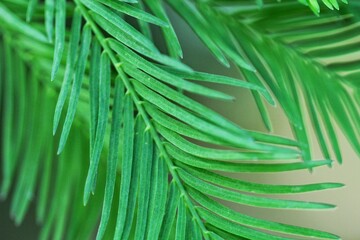Dawn Redwood (Metasequoia glyptostroboides) branch.

