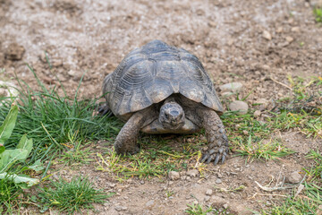 Testudo Marginata Breitrandschildkroete im Freilauf bei Paarung Vermehrung als Paar durch Reiten Aufstieg Turtle