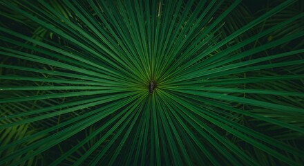 Obraz premium Dark green plant detail