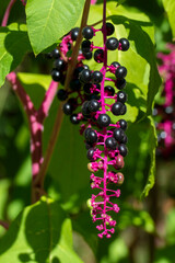 Amerikanische Kermesbeere Strauch mit pinkfarbenen Rispen und lila schwarz farbenen Beeren im Sonnenschein