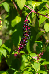 Amerikanische Kermesbeere Strauch mit pinkfarbenen Rispen und lila schwarz farbenen Beeren im Sonnenschein