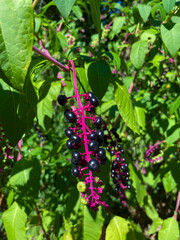 Amerikanische Kermesbeere Strauch mit pinkfarbenen Rispen und lila schwarz farbenen Beeren im Sonnenschein