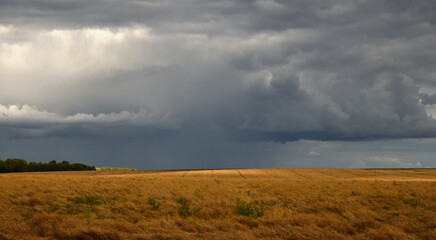 Wheat field, stormy sky and rain on the horizon
