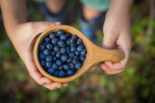 Kinderh&auml;nde halten Tasse mit gepfl&uuml;ckten Blaubeeren