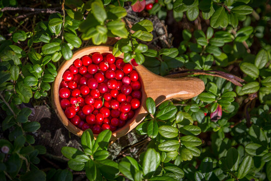 Gesammelte Preiselbeeren in einer K&aring;sa im schwedischen Wald.