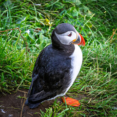 Puffin in grass