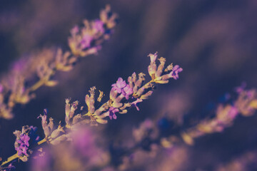 Lavender flowers in soft focus. Close-up shot of lavender flower on a twig in full bloom with a blurred background, evoking a sense of tranquility and natural beauty. Purple summer flowers on meadow. © vita