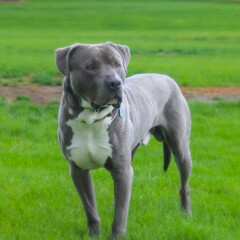 american staffordshire terrier