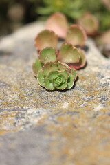 Green Sedum Stonecrop Succulent Plant 