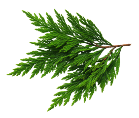 Close-up of a vibrant green branch with delicate, feathery foliage