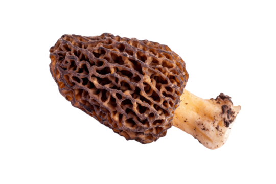 Detailed morel mushroom against black background