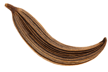 Close-up of brown delicately textured dried seed pod on white background