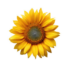 Fototapeta premium Close-up of a vibrant sunflower against a black background. Bright yellow petals radiate from a dark grayish-tan central disc. Sharp focus on the flower