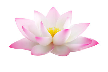 A pink and white flower with a yellow center