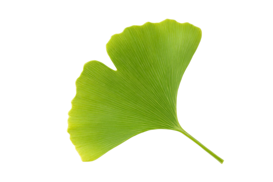 A leaf of a plant is shown in the image
