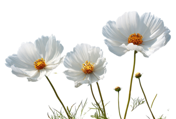 Three pristine white cosmos flowers, with delicate, ruffled petals, and golden centers, stand out against a black background.  Their stems and leaves are subtly visible