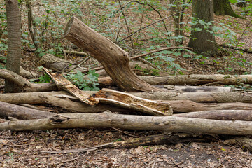 a diseased tree infested with termites