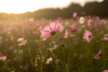 pink cosmos flowers image
