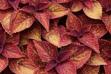 Close-Up of Red and Yellow Coleus Plant