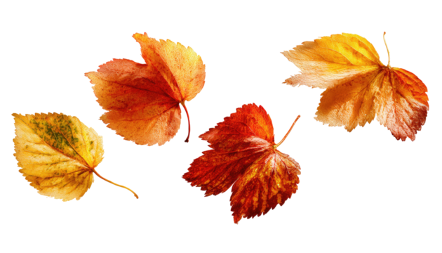 Four vibrant autumn leaves, varying shades of orange and red, with a slightly textured, pixelated appearance, against a pure black background