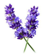 Naklejka premium Two vibrant purple lavender sprigs against a black background. Close-up, showing intricate detail of flower clusters