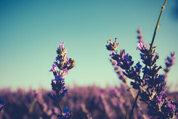 Bee collecting nectar from lavender flowers. A close-up shot captures a bee pollinating purple lavender flowers in a summer field under a clear blue sky. The soft focus enhances the natural beauty.