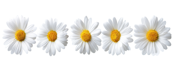 Five white daisies in a horizontal row against a black background.  Each flower has a white center and a yellow center disc