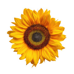 Fototapeta premium Close-up of a vibrant sunflower. Bright yellow petals surround a dark brown, central disc