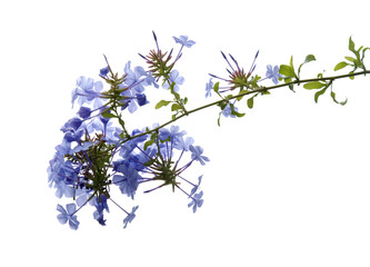 Flowering blue Plumbago auriculata, cape leadwort