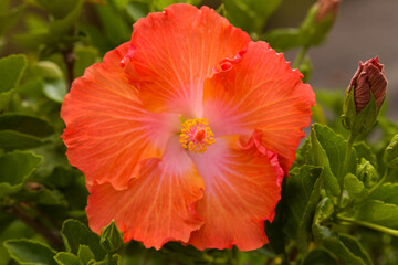 Unusual hybrid Hibiscus rosa-sinensis aka Chinese hibiscus