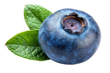 Perfectly ripe blueberry isolated clean image no background no shadow for edits transparent background