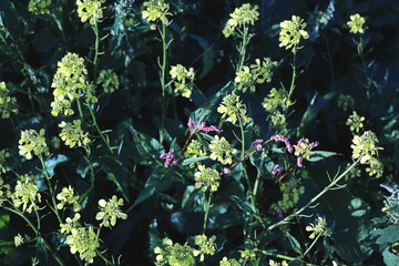 Close-up view of bright yellow wildflowers blooming in a dense cluster, illuminated by sunlight against a green background.