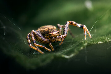 A detailed macro view of a spider resting on a green leaf, showcasing its textured body and legs, ideal for biology, nature, or macro photography themes.