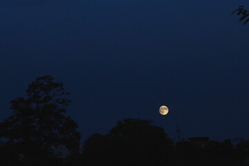 Full moon rising above dark trees in the evening sky.A bright full moon shines over the silhouettes of trees against a deep blue evening sky, creating a calm and atmospheric night scene.