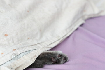 Cute cat paw sticking out from under blanket on bed, cozy and funny pet concept