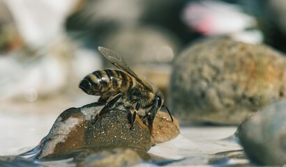 A bee, its abdomen striped and wings slightly ajar, perches on a wet stone. It is drinking water from a stream, surrounded by pebbles and diffused sunlight during the day