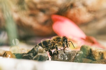 A close-up displays a furry bee standing on a small rock, amidst a rock garden, possibly drinking dew. A soft pink flower is slightly blurred in the background during daytime in summer