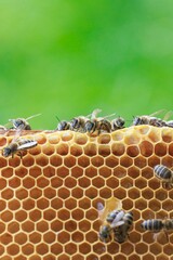 Several honey bees are hard at work constructing and maintaining their honeycomb, with a vibrant...