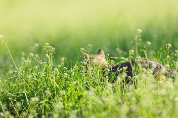 A canine rests serenely hidden amongst the wildflowers and grasses on a bright sunny day. The animal appears calm and undisturbed within the lush greenery