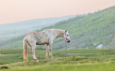 Fototapeta premium A white horse with a red halter stands calmly on a grassy knoll. Rolling green hills rise in the background under a pastel dawn or dusk sky