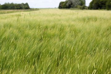 Soft spikelets texture. Green rye field. Wheat field texture. View green field of rye in the summer. Rye field texture. Field texture. Young green barley growing in agricultural field in spring