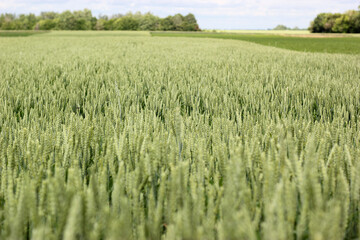 Green rye field. Wheat field texture. View green field of rye in the summer. Rye field texture. Agricultural field with young green wheat sprouts